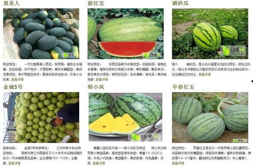 吃瓜群众货代的文章,内幕大曝光