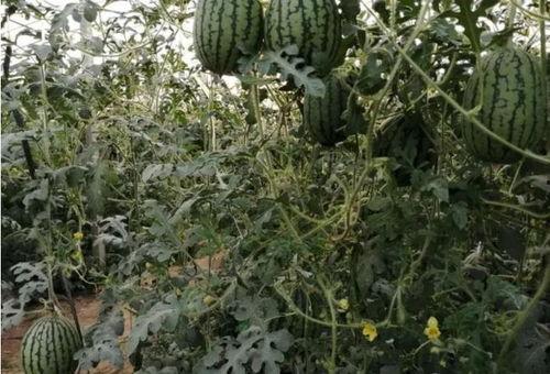 贫穷吃瓜群众,揭秘底层生活的酸甜苦辣