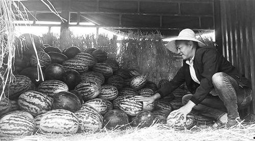 禹州吃瓜群众事件视频曝光,视频曝光揭示惊人真相