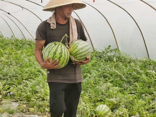 信阳吃瓜群众事件真相揭秘,真相背后的真相揭露