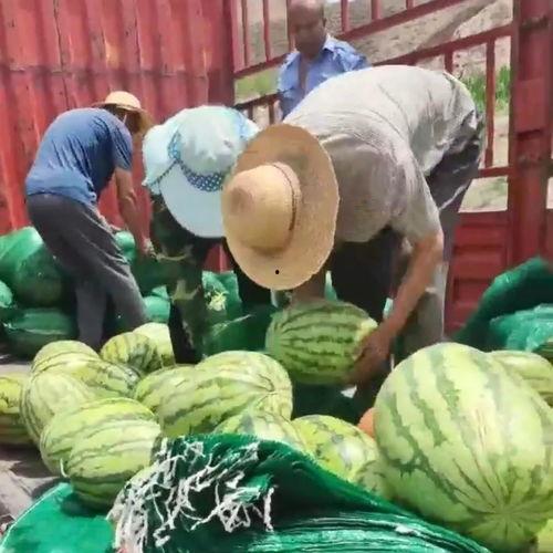 信阳吃瓜群众事件真相揭秘,真相背后的真相揭露