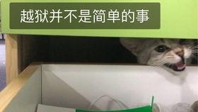 动物看别人吵架吃瓜群众,围观人类争吵的趣味瞬间