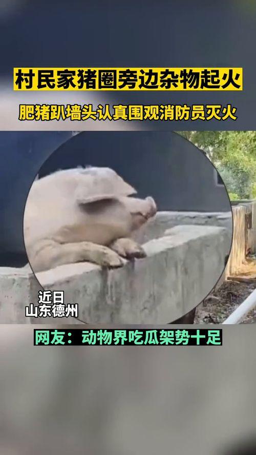 动物看别人吵架吃瓜群众,围观人类争吵的趣味瞬间