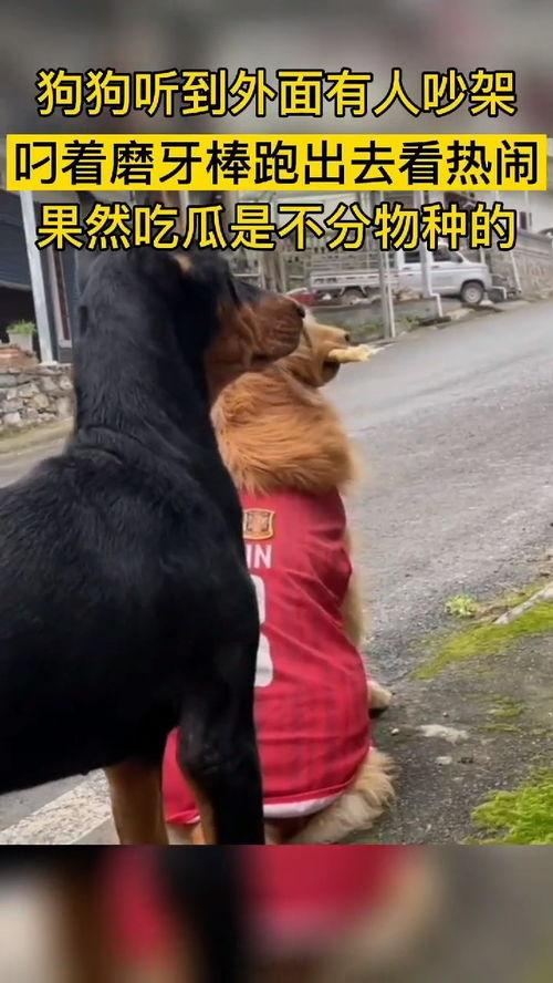 动物看别人吵架吃瓜群众,围观人类争吵的趣味瞬间