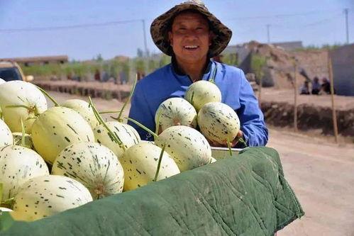 阿奇和阿星吃瓜群众,吃瓜群众的欢乐盛宴