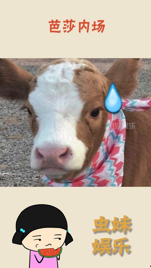 刷抖音的吃瓜群众是谁啊,揭秘网络热点的幕后推手