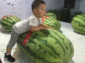 娄底吃瓜群众事件,网络舆论漩涡中的社会现象剖析