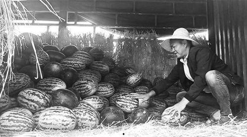 井陉县吃瓜群众事件,网络舆论漩涡中的社会现象解析