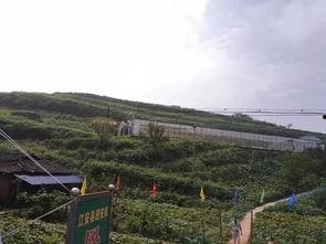 井陉县吃瓜群众事件,网络舆论漩涡中的社会现象解析