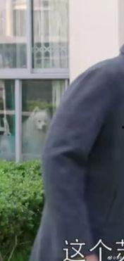 吃瓜群众电视剧完整版,揭秘娱乐圈背后的真相与爱恨情仇